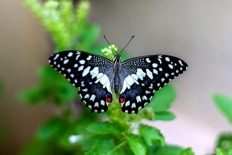Butterfly park_4