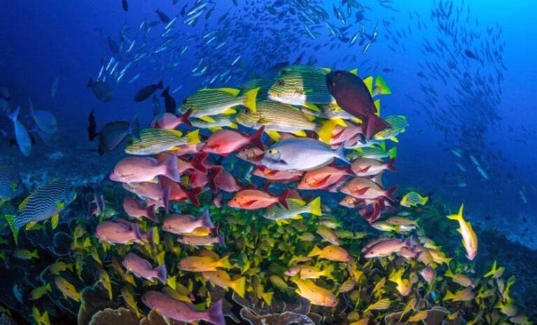 Diving tour to raja ampat on the deluxe boat calico jack_7