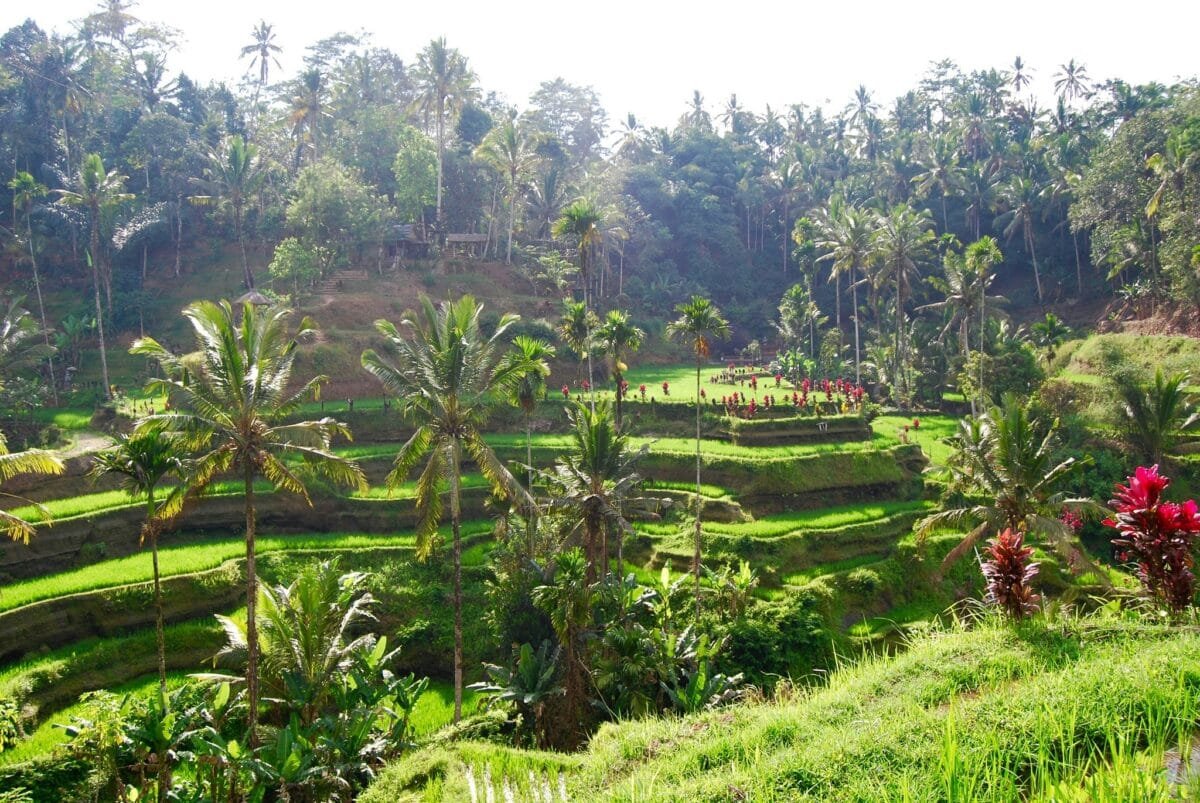 Tegenungan Waterfall surrounded by greenery in Gianyar, Bali.