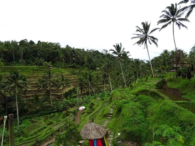 Tegalalang rice terraces with lush greenery.