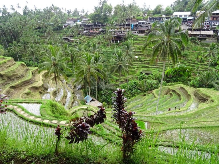 Tegalalang rice terraces with lush greenery.