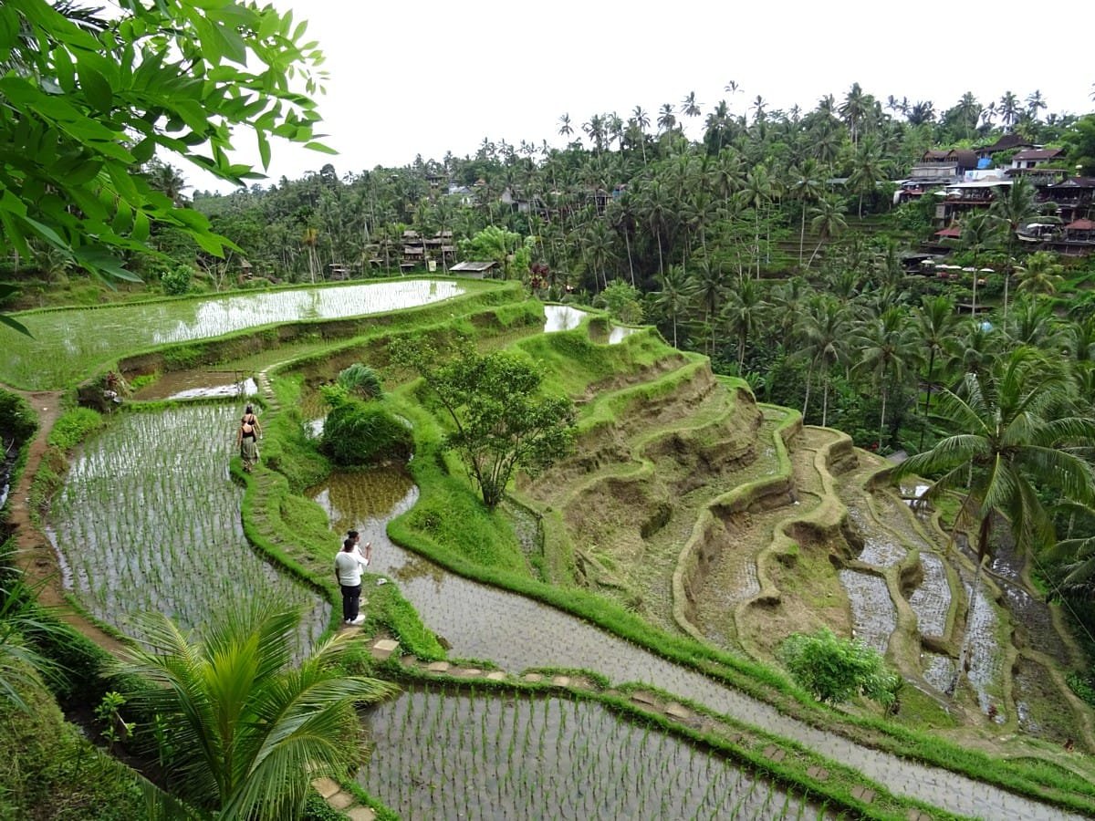 Tegalalang rice terraces with lush greenery.