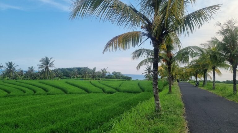 Ryzove-terasy-bali